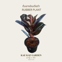 ราคา ต้นยางอินเดียดำยางอินเดียFicus elastica decoraต้นยางอินเดียดำFicuselastica Black PrinceBlackKnight (16695072630)