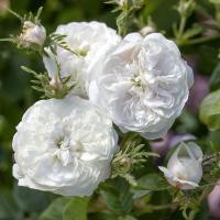 ราคา 20 เมล็ด กุหลาบ กุหลาบพวง พันธุ์เลื้อย สีขาว Rose seeds (10216818289)