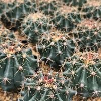 ราคา กระบองเพชร เฟอโรเล็บเหยี่ยว Ferocactus peninsulae (F.A.C.Weber) Britton & Rose กระถาง 3 นิ้ว (43224339121)