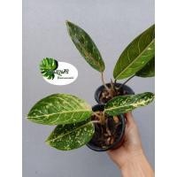 ราคา อโกลนีมา (Aglaonema) คู่บัลลังก์ ไม้มงคลกระถางเล็ก (12487026656)