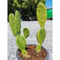 ราคา เสมาด่าง 1 ต้น# ตอด่าง ไม้ด่าง เสมา โอพันเทีย โอพันเทียด่าง opantia​ Cactus แคคตัส กระบองเพชร ไม้อวบน้ำ ไม้กราฟ ราคาถูก​ (5694103380)