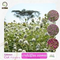 ราคา AGA AGRO I "บานไม่รู้โรย ออเดรย์" ดอกดก ใหญ่ ใช้งานได้หลากหลาย-ตัดดอกหรือปลูกเป็นทุ่งดอกไม้-100เมล็ด-Gomphrena Audray (17970148511)