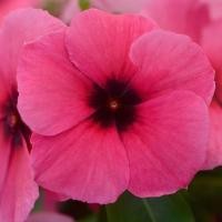 ราคา 50 เมล็ด แพงพวยฝรั่ง แพงพวย พังพวย แพงพวยบก ผักปอดบก นมอิน Vinca สายพันธุ์ Raspberry (53109064980)