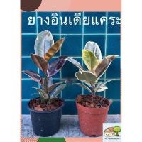 ราคา ยางอินเดียแคระ ใบด่างดำชมพู ใบด่างเหลืองขาว กระถาง 5 นิ้วพร้อมจานรอง ต้นสูง 30 เซน แพ๊คแน่นหนา (8131819025)