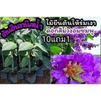 ราคา ต้นอินทนิลน้ำ ต้นไม้ให้ร่มเงา ฟอกอากาศ ไม้ยืนต้น ไม้มงคล ดอกสีม่วง ดอกสีชมพู ผัก ผลไม้ ดิน หิน ปุ๋ย กระถาง สวน สมุนไพร (22770405528)
