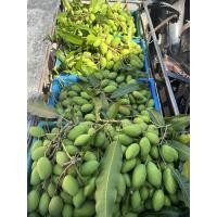 ราคา มะม่วงพิมเสนเบา/เบาพิมเส (13173921118)