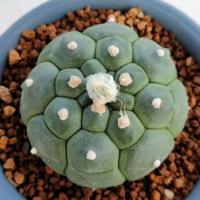 ราคา Cake Cactus Farm กระบองเพชร Astrophytum asterias ' Nudum Kikko ' แอสโตรไฟตัม นูดัม กิ๊กโกะ กระดองเต่า (5878049610)