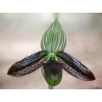 ราคา กล้วยไม้รองเท้านารี วาดิไอ Paphiopedilum waidii (3284713174)