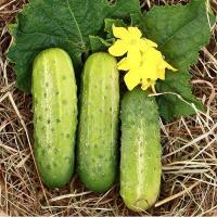 ราคา 30 เมล็ด แตงกวา แตงขี้ไก่ แตงปี แตงร้าน Non-GMO Cucumber Seeds สายพันธุ์ Calypso F1 (47209105212)