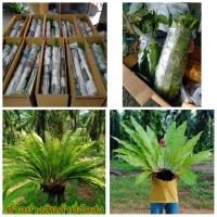 ราคา (ขาย ต้นพันธุ์) ต้น เฟิร์น ข้าหลวง ใหญ่ ต้นใหญ่ Panupong (8412415375)