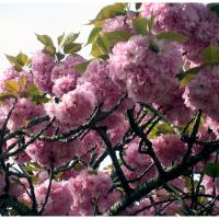 ราคา 15 เมล็ด ซากุระ บอนไซ ดอกซากุระ ดอกคิคุ Cherry blossom Seeds Sakura สายพันธุ์ ยาเอซากุระ (50858942592)