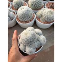 ราคา ขนนกขาว ไซส์ L ขนาดประมาณ 6-8 cm ไม้ไซส์ใหญ่น่าสะสม (243691466)