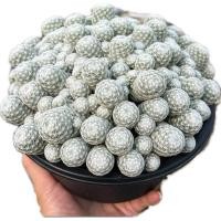 ราคา Mammillaria humboldtii. ลูกฟอร์มโคลนนอก ขนาดกอ 8 นิ้ว (24385956862)