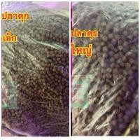 ราคา อาหารปลาดุกcp 100%ไม่ผสม ใช้ตกชิงหลิว สปิ๋ว ได้ ถุง1กิโล เหยื่อตกปลา (28203335823)