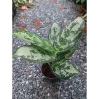 ราคา ต้นตวงเงินตวงทอง เกล็ดมรกต เศรษฐีเรือนเงิน ไม้มงคลตระกูล “อโกลนีมา (Aglaonema)” กระถาง 3 นิ้ว (20731286914)