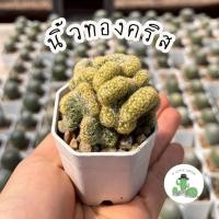 ราคา A Little cactus| กระบองเพชร แคคตัส นิ้วทองคริส (10687353543)
