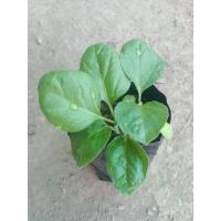 ราคา ต้นพันธุ์ มะเขือเปราะยักษ์ ถุงดำ พร้อมปลูก 30 บาท (Giant Eggplant) มะเขือยักษ์หวาน ทนทานและปลูกได้ง่าย (56356649003)
