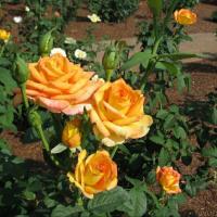 ราคา 10 เมล็ด กุหลาบ Climber Roses Seeds กุหลาบเลื้อย สายพันธุ์ Gold Medal ดอกสีเหลือง (51009477250)