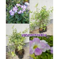 ราคา ต้นบุษบาพารวยด่าง ไม้ประดับมงคล ดอกสวย ออกดอกตลอดปี ต้นชำถุงเเตกกอพร้อมปลูก สินค้าเสียหายยินดีเคลมฟรี (41363898801)
