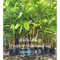ราคา ต้น ไผ่ซางคำ ไผ่หลวง ไผ่เหลือง ไผ่แซงคำ ไผ่สร้างคำ / Kongsirithuwong (28105144033)