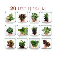 ราคา ต้นไม้เล็ก ไม้มงคล 20 บาท ทุกอย่าง ซื้อ 5 แถม 1 (6842484059)