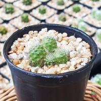 ราคา รีบูเทีย Rebutia ดอกสีขาว กระบองเพชร แคคตัส (8063988242)