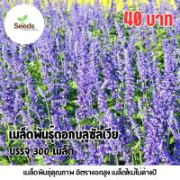 ราคา เมล็ดพันธุ์ดอกบลูซัลเวีย บรรจุ 300 เมล็ด (56106941998)