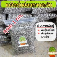 ราคา เมล็ดต้นอ่อนทานตะวัน ปี 2569 เมล็ดลายไทย และ เมล็ดดำนำเข้า ต้นอ่อน ต้นอ่อนทานตะวัน เมล็ดทานตะวันงอก (2331899040)