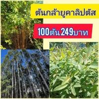 ราคา ต้นกล้ายูคาลิปตัส 10 ซม ขึ้นไป 100 ต้น 249 บาท (58109494767)