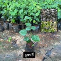 ราคา ต้นลูกหยี ลูกหยี หมากเค็ง Dialium Cochinchinense ผลสีดำรับประทานได้ (รับประกัน ส่งใหม่ฟรี หากสินค้าเเสียหาย!!) (25977855951)