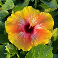 ราคา 25 เมล็ด ดอกชบา ฮาวาย Hibiscus Seeds สายพันธุ์ Cosmic Dancer Cajun Hibiscus (41730373255)