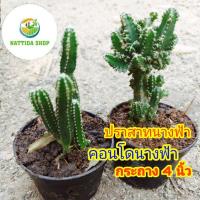 ราคา คอนโดนางฟ้า ปราสาทนางฟ้า ต้นคอนโดนางฟ้า ต้นปราสาทนางฟ้า (7268771741)