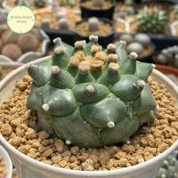 ราคา [ SP ] แอสโตรไฟตัม Kikko เต่า เต้าแหลม Astrophytum Seedling ไม้เพาะเมล็ด แอสโตรไฟตั้ม แอสโตร แคคตัส กระบองเพชร ต้นไม้ (27892986478)