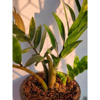 ราคา กวักมรกตด่าง ชำใบ ใบเเม่ด่าง Zamioculcas Zamiifolia มีหัวโขดทุกต้น ไม้มงคลพันธ์หายาก (22766871114)