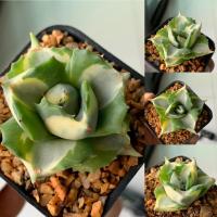 ราคา อากาเว่ด่างแคระ (Agave isthmensis Ohi Raijin variegata) ไม้อวบน้ำ จากเรือนแคคตัสสุราษฎร์ธานี (24015399350)