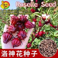ราคา 100 เมล็ด เมล็ดกระเจี๊ยบแดง เมล็ดพันธุ์กระเจี๊ยบแดง กระเจี๊ยบแดง Edible Roselle Seeds Flower Seeds เมล็ดดอกไม้ ต้นบอนสี (48160175005)