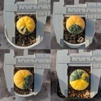 ราคา แอสโตรด่าง Astrophytum variegated (3342278799)