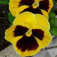 ราคา 50 เมล็ด ดอกหน้าแมว สายพันธุ์นอก ดอกไม้ฝรั่งเศส ดอกแพนซี่ Pansy Seeds สายพันธุ์ เหลือง (41080104262)