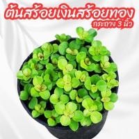 ราคา ต้นสร้อยเงินสร้อยทอง ไม้มงคล กระถาง 3 นิ้ว ต้นไม้มงคลที่มาพร้อมกับสร้อยเงินและสร้อยทอง ให้ความโชคดีและเสริมดวง (40127354669)