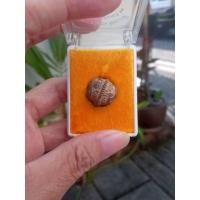 ราคา แมลงปอกินหางจินดามณี (19770436466)