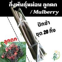ราคา กิ่งพันธุ์หม่อนลูกดก 20กิ่ง กิ่งพันธุ์มัลเบอรี่ พันธุ์เชียงใหม่60 ต้นหม่อน มัลเบอรี่ กิ่งสมบูรณ์ แข็งแรง พร้อมปลูก (8655425221)