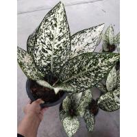 ราคา ต้นอโกลนีมา มรดกโลก Aglaonema World of heritage (25221790507)