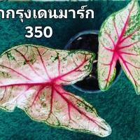 ราคา บอนสี​ เจ้ากรุง​เดนมาร์ก​ (12912546190)