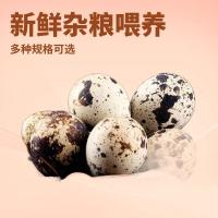 ราคา 2026 สินค้าใหม่ ไข่นกกระทาสด ข้อมูลจําเพาะต่างๆ ขายปลีก อาหารเสริมสําหรับเด็ก ไข่นกกระทาแสนอร่อยที่มีคุณค่าทางโภชนาการ20260513 (47910436348)