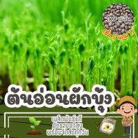 ราคา เมล็ด ต้นอ่อนผักบุ้ง แบ่งขาย (ซื้อ 5 แถม 1) (27057794485)