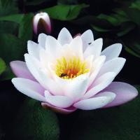 ราคา 5 เมล็ด ดอกบัว บัวนอก บัวฝรั่ง เมล็ดดอกบัว Lotus Seeds สายพันธุ์ มาร์ลิเอเซีย คาร์เนีย (55758788511)