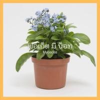 ราคา เมล็ดพันธุ์ดอกไม้ ฟอเก็ตมีน็อต forget me not 30 เมล็ด (12138515500)
