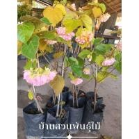 ราคา ต้นพุดตานญี่ปุ่น ต้นกิ่งชำ สูง 40-60 ซม. จัดชุด 2 ต้น (5053625102)