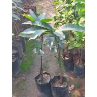 ราคา ต้นมะม่วงน้ำดอกไม้สีม่วง (14949597450)