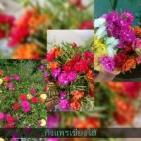 ราคา แพรเซี่ยงไฮ้ กิ่งแพรเซี่ยงไฮ้ กิ่งพันธุ์ อวบๆ [เลือกสี][คละสี] ขั้นต่ำ 20฿ (20600995626)